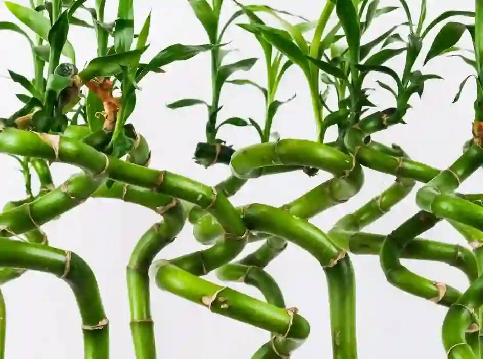 Gaziantep'te, Evinize Bereket ve Huzur Katacak 8 Şifalı Bitki! 4